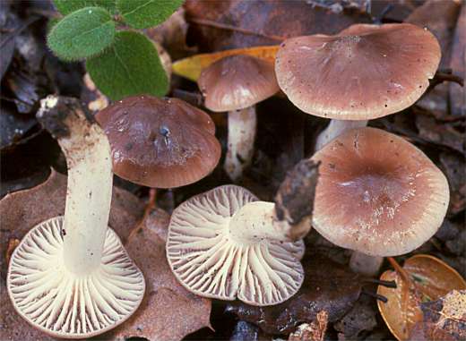 Hygrocybe colemanniana